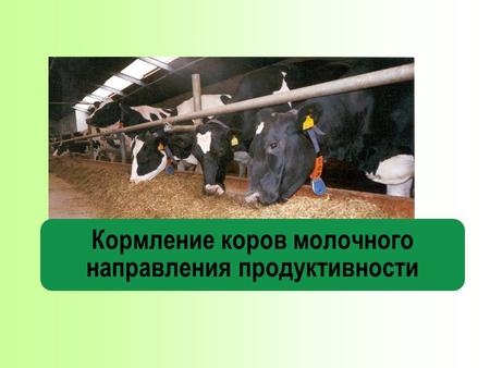 Кормление коров молочного направления продуктивности.