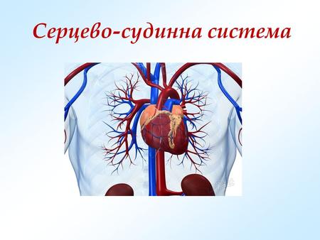 Серцево-судинна система. Система кровообігу – це серцево- судинна система. Вона складається із центрального органу кровообігу – серця та кровоносних судин:
