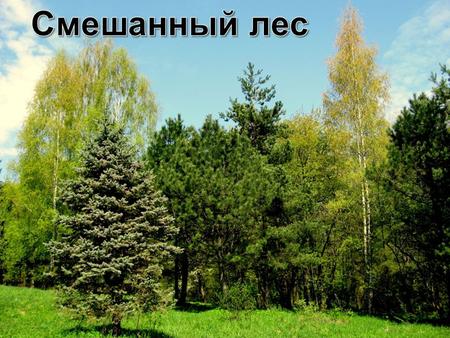 Prezented.Ru. Тип экосистемы смешанного леса По размерам: мезо экосистема; По происхождению: естественная, наземная;