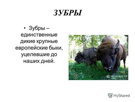 ЗУБРЫ Зубры – единственные дикие крупные европейские быки, уцелевшие до наших дней.