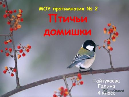 Птичьи домишки Гайтукаева Галина 4 класс МОУ прогимназия 2.