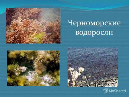 Черноморские водоросли. Ахнантес короткий. Диатомеи Колония-дерево ликмофоры. Ликмофора изящная.