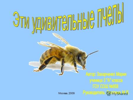 Москва, 2009. В мире насчитывается около 20 тысяч видов пчел С незапамятных времен человек использует ее для получения меда. Рабочих особей пчелы легко.