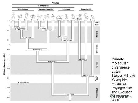 Primate molecular divergence dates. Steiper ME and Young NM Molecular Phylogenetics and Evolution 41, 384-394, 2006.