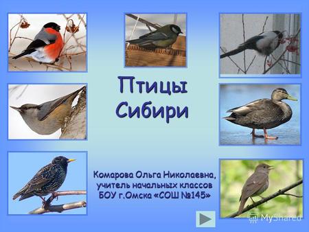 Птицы Сибири Комарова Ольга Николаевна, учитель начальных классов БОУ г.Омска «СОШ 145»