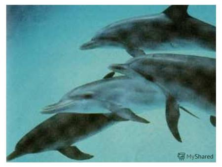 Дельфины papa-vlad.narod.ru Дельфины – очень добрые и дружелюбные.