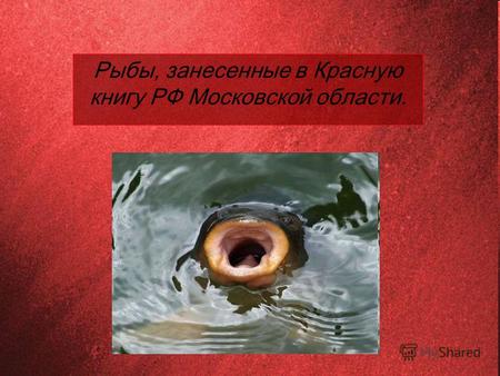 Рыбы, занесенные в Красную книгу РФ Московской области.