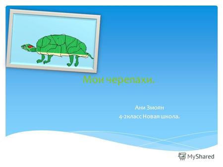 Ани Змоян 4-2класс Новая школа. Мои черепахи.. У меня есть 2 черепахи. Одну зовут Лелик, а другого Болик. Я очень люблю своих черепах. У них на животах.