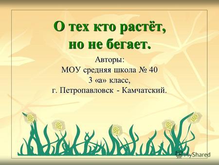 О тех кто растёт, но не бегает. Авторы: МОУ средняя школа 40 3 «а» класс, г. Петропавловск - Камчатский.