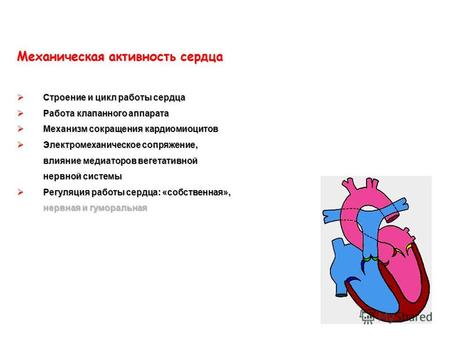 Механическая активность сердца Строение и цикл работы сердца Строение и цикл работы сердца Работа клапанного аппарата Работа клапанного аппарата Механизм.