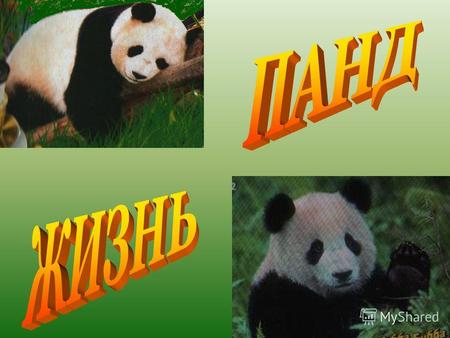 2006 Китайское название большой панды - пайсюн, означает «белый медведь». Или ещё её называют бамбуковым медведем. Эти чёрно- белые животные, достигающие.