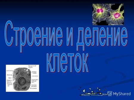 Содержание (1) ядрышко, (2) клеточное ядро, (3) рибосома, (4) везикула, (5) шероховатый эндоплазматический ретикулум (ЭР), (6) аппарат Гольджи, (7) цитоскелет,