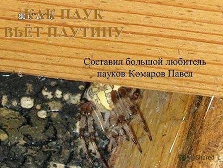 Составил большой любитель пауков Комаров Павел КАК ПАУК ВЬЁТ ПАУТИНУ.
