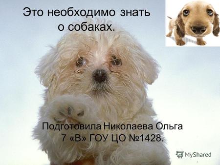 Это необходимо знать о собаках. Подготовила Николаева Ольга 7 «В» ГОУ ЦО 1428.