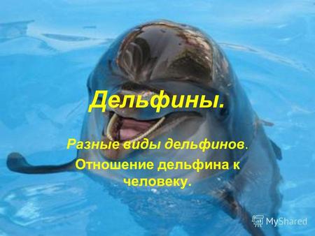 Дельфины. Разные виды дельфинов. Отношение дельфина к человеку.