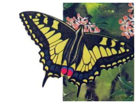 Бабочка и паук papa-vlad.narod.ru Бабочки – одни из самых красивых и ярких насекомых. БАБОЧКА Бабочки – одни из самых красивых и ярких насекомых. Бабочка.