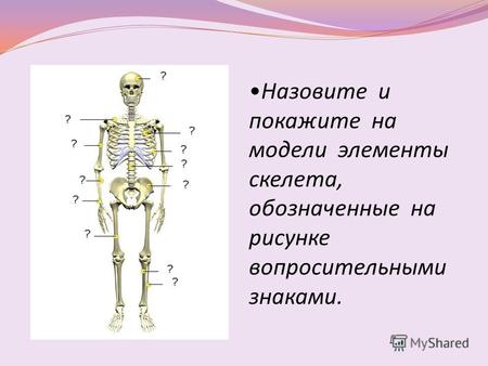 Назовите и покажите на модели элементы скелета, обозначенные на рисунке вопросительными знаками.