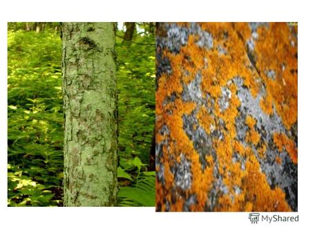 Сфинкс Классификация лишайников по строению слоевища: Лишайники накипные листоватые кустистые КалоплакаОмфалинаКладония.