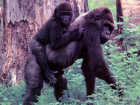 Отряд млекопитающих: Приматы (200 видов). Общая характеристика: Размеры тела приматов колеблются от 15 см до 2 м; Масса гориллы может достигать 200 кг.