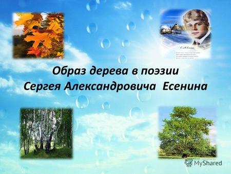 Образ дерева в поэзии Сергея Александровича Есенина.