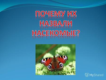 Куколка бабочки насекомые (бабочки) Насекомые (бабочки) papa-vlad.narod.ru.