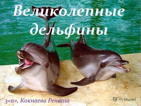 Великолепные дельфины 3«а», Кокнаева Рената Цели и задачи Цель: изучение жизни и особенностей дельфинов. Задачи: 1.Узнать о физиологии и психологии дельфина.