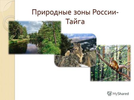 Природные зоны России - Тайга Содержание. Географическое положение. Климат. Почва. Растительный мир. Животный мир. Редкие и исчезающие животные. Выводы.