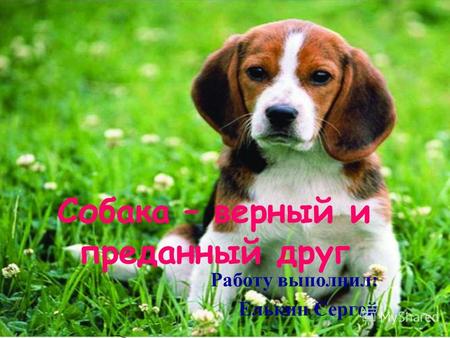 Собака – верный и преданный друг Работу выполнил: Елькин Сергей.