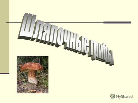 Строение шляпочных грибов Разнообразие шляпочных грибов: Дождевик.