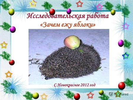 Исследовательская работа «Зачем ежу яблоки» С.Новокрасное 2012 год.