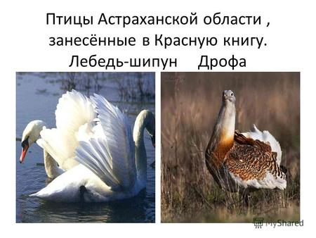 Птицы Астраханской области, занесённые в Красную книгу. Лебедь-шипун Дрофа.