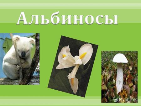Рыба - альбинос Змея – альбинос Из - за своей внешней расцветки они очень привлекают к себе браконьеров Крокодил – альбинос.