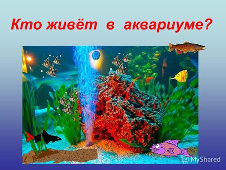 Кто живёт в аквариуме?. В аквариуме живут разные водоросли: