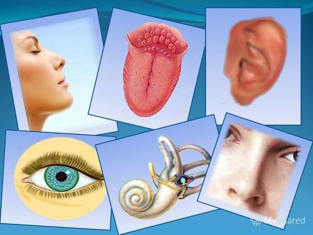 Органы чувств У человека выделяют следующие органы чувств: зрения (глаз), слуха (ухо), обоняние (нос), вкуса (язык) и осязания (кожа). Органы чувств –