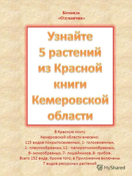 Команда «Одуванчик» В Красную книгу Кемеровской области внесено: 115 видов покрытосеменных, 1- голосеменных, 1- плаунообразных, 11- папоротникообразных,