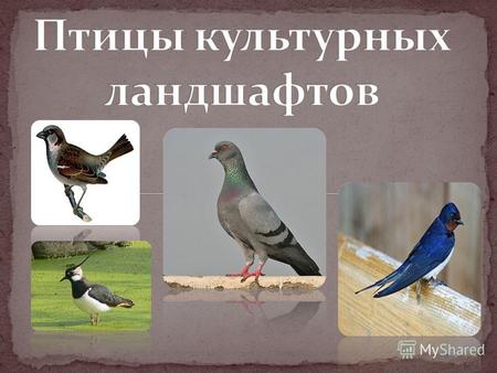 Изучить особенности строения и жизнедеятельности птиц культурных ландшафтов.