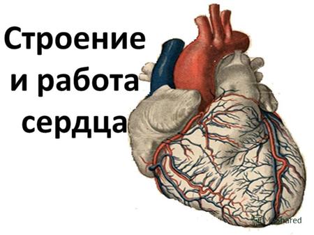 «Сердце» Что такое сердце? Камень твердый? Яблоко с багрово – красной кожей? Может быть, меж ребер и аортой Бьется шар, на шар земной похожий? Так или.