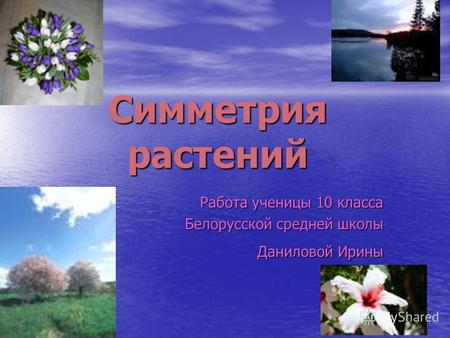 Симметрия растений Работа ученицы 10 класса Белорусской средней школы Даниловой Ирины.