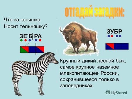 Что за коняшка Носит тельняшку? Крупный дикий лесной бык, самое крупное наземное млекопитающее России, сохранившееся только в заповедниках. ЗУБР ЗЕ Б РА.