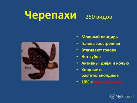 Черепахи 250 видов Мощный панцирь Голова заострённая Втягивают голову Нет зубов Активны днём и ночью Хищные и растительноядные 10% в Красной книге.