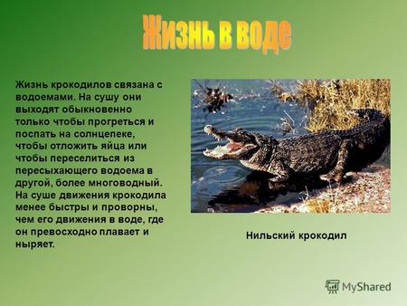 Жизнь крокодилов связана с водоемами. На сушу они выходят обыкновенно только чтобы прогреться и поспать на солнцепеке, чтобы отложить яйца или чтобы переселиться.