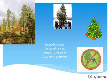 Не рубите елки Охраняйте лес. Красоту лесную Сохраним для всех.