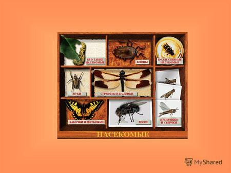 Тема урока: «Определение отрядов насекомых и их значение в природе»