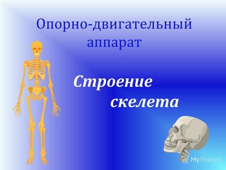 Опорно-двигательный аппарат Строение скелета. Из каких отделов состоит скелет человека? В чем отличие скелета человека и животных? Проблемные вопросы: