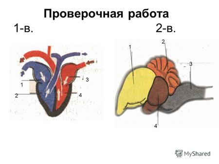 Проверочная работа 1-в. 2-в. 1 2 3 4 1 2 3 4. Ответы: Для 1-го варианта Для 2-го варианта « Строение сердца»: «Строение головного мозга» 1-правое предсердие.