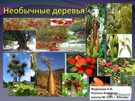 Необычные деревья Федешова Н.В. Учитель биологии школы 1291 г. Москвы.