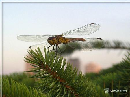 Стрекозы Стрекозы–дневные хищники, они ловят добычу– насекомых (комаров, мух, бабочек) на лету. У них бесшумный и быстрый полет со скоростью до 30 км/час,