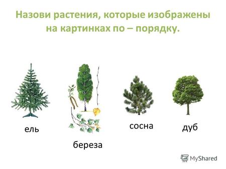 Назови растения, которые изображены на картинках по – порядку. ель береза сосна дуб.