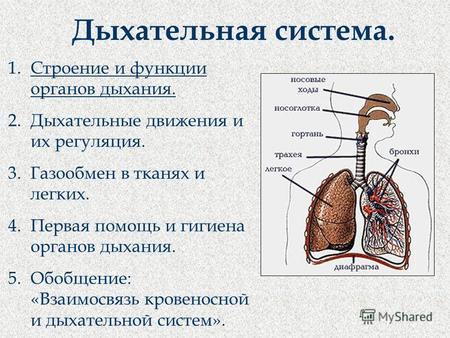 Дыхательная система. 1.Строение и функции органов дыхания. 2.Дыхательные движения и их регуляция. 3.Газообмен в тканях и легких. 4.Первая помощь и гигиена.