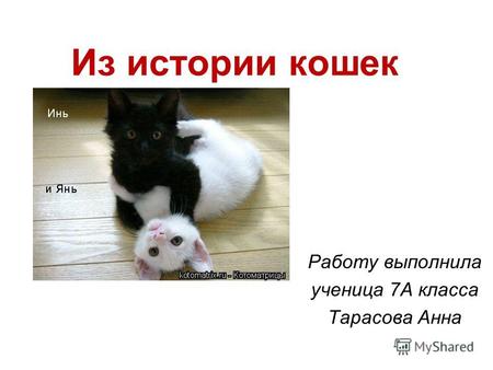 Из истории кошек Работу выполнила ученица 7А класса Тарасова Анна.